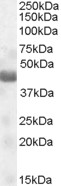 Goat Anti-TUSC4 / NPRL2 (aa 140 to 151) Antibody