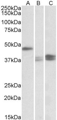 Goat Anti-TXNDC5 (aa269-282) Antibody