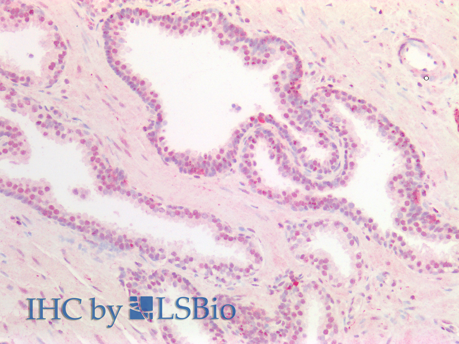 Goat Anti-UBID4 (aa245-259) Antibody