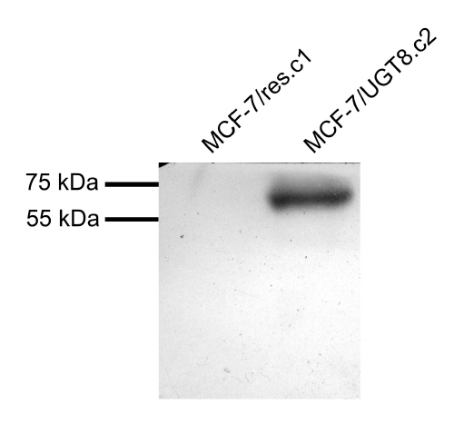 Goat Anti-UGT8 Antibody