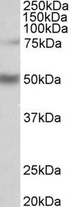 Goat Anti-ULK3 (aa445-458) Antibody
