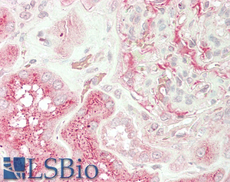 Goat Anti-Unc13b (mouse) Antibody