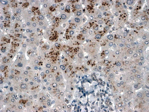 Goat Anti-USP15 Antibody