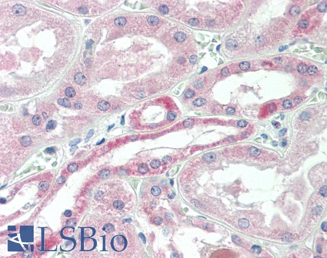 Goat Anti-USP43 Antibody