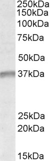 Goat Anti-UTF1 Antibody