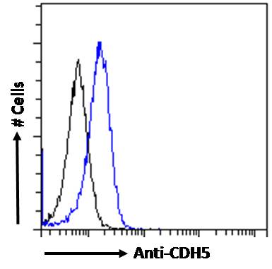 Goat Anti-VE-cadherin (aa537-549) Antibody