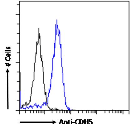 Goat Anti-VE-cadherin Antibody