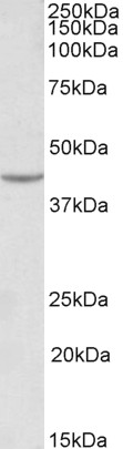 Goat Anti-VEGFA (aa288-299) Antibody