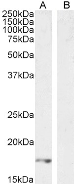Goat Anti-VEGFA (aa387-399) Antibody