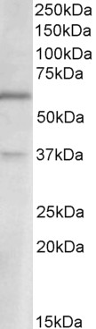 Goat Anti-VGLUT2 (aa521-534) Antibody