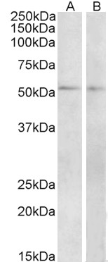 Goat Anti-Vipr1 (mouse) Antibody