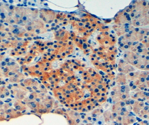 Goat Anti-VPS11 Antibody