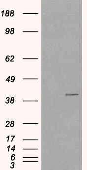 Goat Anti-VPS26A Antibody