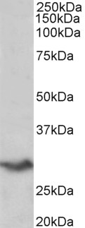 Goat Anti-VTCN1 (aa153-165) Antibody