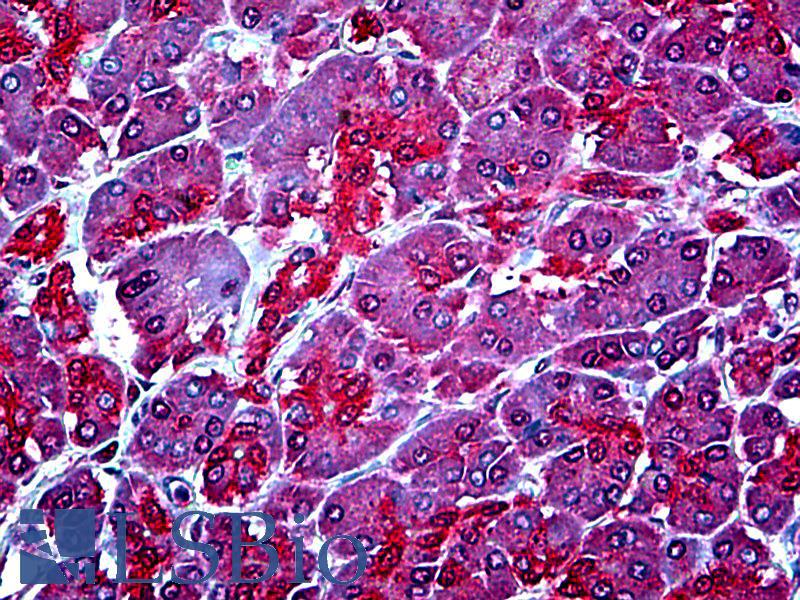 Goat Anti-WBP1 Antibody