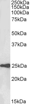 Goat Anti-WFDC2 (aa29-43) Antibody