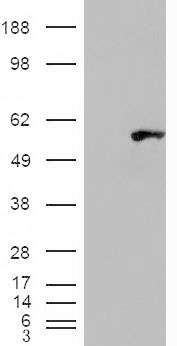 Goat Anti-WIPF1 Antibody