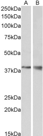 Goat Anti-WNT15 / WNT9B Antibody