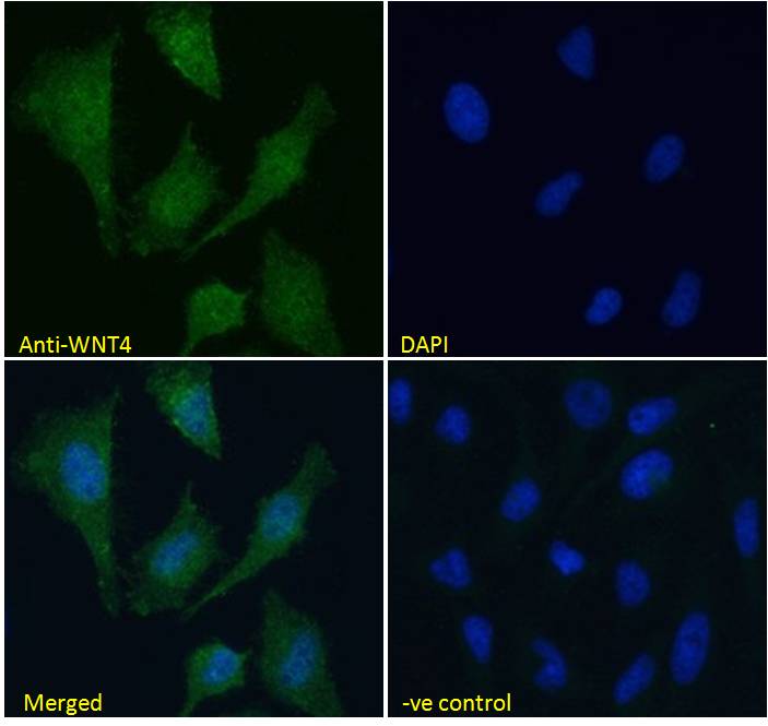 Goat Anti-WNT4 Antibody