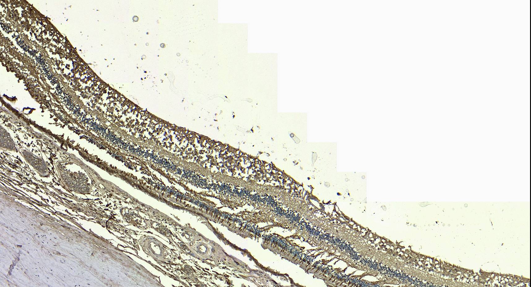 Goat Anti-X-arrestin / arrestin 3 Antibody