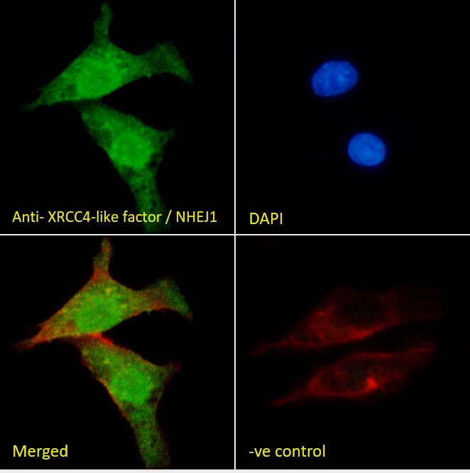 Goat Anti-XRCC4-like factor / NHEJ1 Antibody