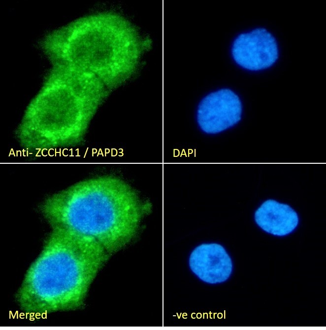 Goat Anti-ZCCHC11 / PAPD3 Antibody
