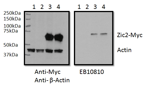Goat Anti-ZIC2 Antibody
