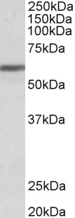 Goat Anti-ZNF703 Antibody