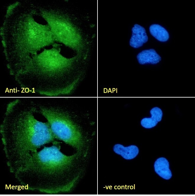 Goat Anti-ZO-1 Antibody