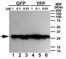 Mouse Anti-GFP Monoclonal Antibody 168AT1211