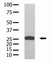 Mouse Anti-GST Monoclonal Antibody 9AT106