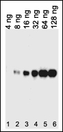 Mouse Anti-His tag Monoclonal Antibody 6AT18
