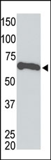 Mouse anti-MYC Tag Monoclonal Antibody (9E10)