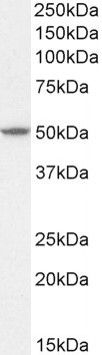 Positive Control Lysate for anti- AKT3 antibody
