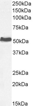 Positive Control Lysate for anti- AKT3 antibody