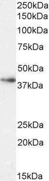 Positive Control Lysate for anti- ARG1 antibody