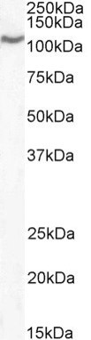 Positive Control Lysate for anti- CD68 antibody