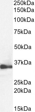 Positive Control Lysate for anti- GAPDH antibody
