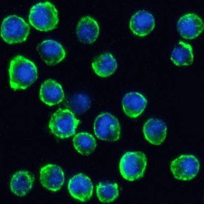 SB-SHIFIX50 Coverslips